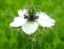 18 Medicinal Health Benefits Of Black Cumin (Nigella sativa) 18 Medicinal Health Benefits Of Black Cumin (Nigella sativa)