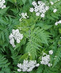 18 Medicinal Health Benefits Of Sweet Cicely (Myrrhis odorata) 18 Medicinal Health Benefits Of Sweet Cicely (Myrrhis odorata)