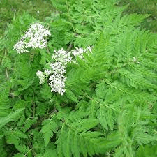 18 Medicinal Health Benefits Of Sweet Cicely (Myrrhis odorata) 18 Medicinal Health Benefits Of Sweet Cicely (Myrrhis odorata)