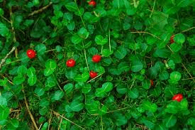 16 Medicinal Health Benefits of Partridge Berry (Mitchella repens) 16 Medicinal Health Benefits of Partridge Berry (Mitchella repens)