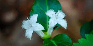 16 Medicinal Health Benefits of Partridge Berry (Mitchella repens) 16 Medicinal Health Benefits of Partridge Berry (Mitchella repens)