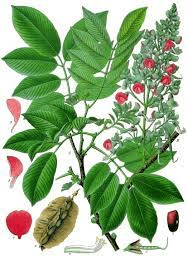 17 Medicinal Health Benefits Of Jamaican Dogwood (Piscidia piscipula) 17 Medicinal Health Benefits Of Jamaican Dogwood (Piscidia piscipula)