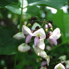 17 Medicinal Health Benefits Of Jamaican Dogwood (Piscidia piscipula) 17 Medicinal Health Benefits Of Jamaican Dogwood (Piscidia piscipula)