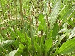 17 Medicinal Health Benefits Of Ribwort (Plantago lanceolata) 17 Medicinal Health Benefits Of Ribwort (Plantago lanceolata)