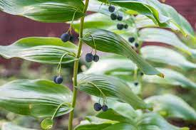 17 Medicinal Health Benefits Of Solomons Seal (Polygonatum) 17 Medicinal Health Benefits Of Solomons Seal (Polygonatum)