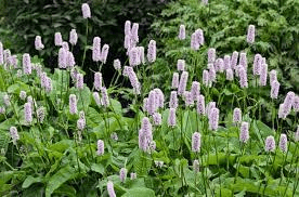 17 Medicinal Health Benefits Of Bistort (Persicaria bistorta)