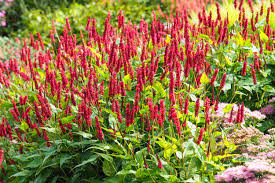 17 Medicinal Health Benefits Of Bistort (Persicaria bistorta)