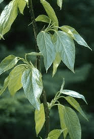 17 Medicinal Health Benefits Of Balm of Gilead (Populus balsamifera)