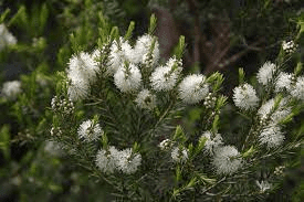 17 Medicinal Health Benefits Of Tea Tree (Melaleuca alternifolia)
