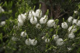 17 Medicinal Health Benefits Of Tea Tree (Melaleuca alternifolia) 17 Medicinal Health Benefits Of Tea Tree (Melaleuca alternifolia)