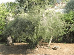 17 Medicinal Health Benefits Of Tea Tree (Melaleuca alternifolia) 17 Medicinal Health Benefits Of Tea Tree (Melaleuca alternifolia)