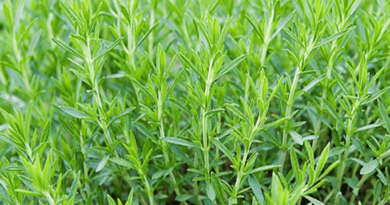 4 Health Benefits of Terragon (Artemisia dracunculus)