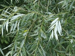 20 Medicinal Health Benefits Of White Willow (Salix alba)