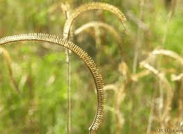 How To Grow, Use and Care For Toothache Grass (Ctenium Aromaticum)