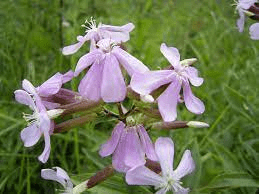 19 Medicinal Health Benefits Of Soapwort (Saponaria officinalis)