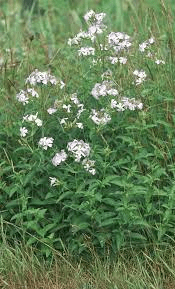 19 Medicinal Health Benefits Of Soapwort (Saponaria officinalis) 19 Medicinal Health Benefits Of Soapwort (Saponaria officinalis)