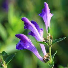 20 Medicinal Health Benefits Of Baical Skullcap (Scutellaria baicalensis)