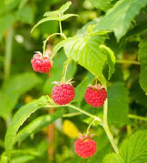 20 Medicinal Health Benefits Of Raspberry (Rubus idaeus) 20 Medicinal Health Benefits Of Raspberry (Rubus idaeus)