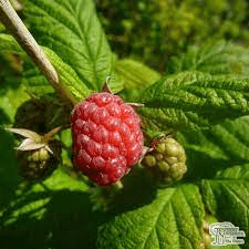 20 Medicinal Health Benefits Of Raspberry (Rubus idaeus) 20 Medicinal Health Benefits Of Raspberry (Rubus idaeus)