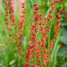 20 Medicinal Health Benefits Of Common Sorrel (Rumex acetosa)