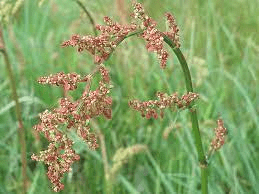 20 Medicinal Health Benefits Of Common Sorrel (Rumex acetosa)