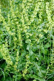 19 Medicinal Health Benefits Of Curled Dock (Rumex crispus)