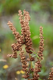 19 Medicinal Health Benefits Of Curled Dock (Rumex crispus) 19 Medicinal Health Benefits Of Curled Dock (Rumex crispus)