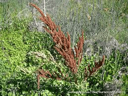 19 Medicinal Health Benefits Of Curled Dock (Rumex crispus) 19 Medicinal Health Benefits Of Curled Dock (Rumex crispus)