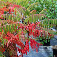 20 Medicinal Health Benefits Of Sumach (Rhus) 20 Medicinal Health Benefits Of Sumach (Rhus)