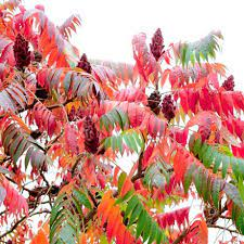 20 Medicinal Health Benefits Of Sumach (Rhus) 20 Medicinal Health Benefits Of Sumach (Rhus)