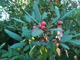 19 Medicinal Health Benefits Of Californian Buckthorn (Frangula californica)