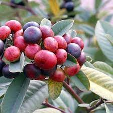19 Medicinal Health Benefits Of Californian Buckthorn (Frangula californica) 19 Medicinal Health Benefits Of Californian Buckthorn (Frangula californica)