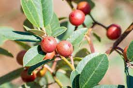 19 Medicinal Health Benefits Of Californian Buckthorn (Frangula californica) 19 Medicinal Health Benefits Of Californian Buckthorn (Frangula californica)