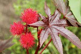 18 Medicinal Health Benefits Of Castor Oil (Ricinus communis)