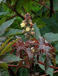 18 Medicinal Health Benefits Of Castor Oil (Ricinus communis) 18 Medicinal Health Benefits Of Castor Oil (Ricinus communis)