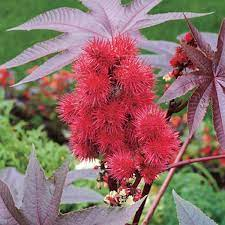 18 Medicinal Health Benefits Of Castor Oil (Ricinus communis) 18 Medicinal Health Benefits Of Castor Oil (Ricinus communis)