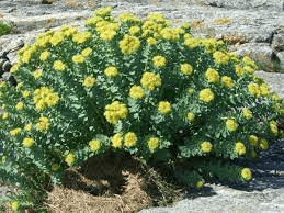 18 Medicinal Health Benefits Of Roseroot (Rhodiola rosea) 18 Medicinal Health Benefits Of Roseroot (Rhodiola rosea)