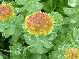 18 Medicinal Health Benefits Of Roseroot (Rhodiola rosea) 18 Medicinal Health Benefits Of Roseroot (Rhodiola rosea)