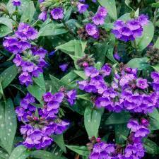 20 Medicinal Health Benefits Of Lungwort (Pulmonaria)