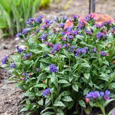 20 Medicinal Health Benefits Of Lungwort (Pulmonaria)