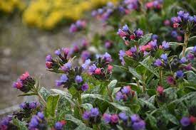 20 Medicinal Health Benefits Of Lungwort (Pulmonaria)