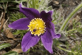 20 Medicinal Health Benefits Of Pasque Flower (Pulsatilla vulgaris)