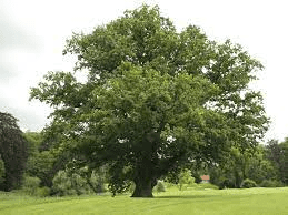 18 Medicinal Health Benefits Of Oak (Quercus)