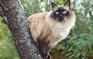Balinese Cat Breed Description and Complete Care Guide