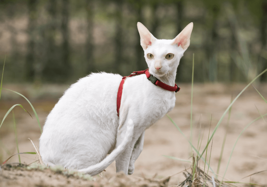 Cornish Rex Cat Breed Description and Complete Care Guide