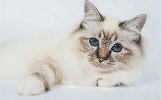 Birman Cat Breed Description and Complete Care Guide