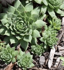 20 Medicinal Health Benefits Of Houseleek (Sempervivum) 20 Medicinal Health Benefits Of Houseleek (Sempervivum)