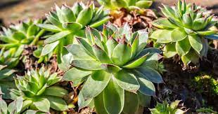 20 Medicinal Health Benefits Of Houseleek (Sempervivum) 20 Medicinal Health Benefits Of Houseleek (Sempervivum)