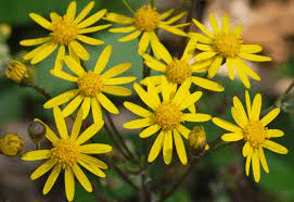 20 Medicinal Health Benefits Of Liferoot (Senecio aureus)