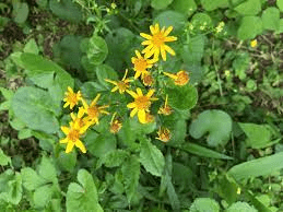 20 Medicinal Health Benefits Of Liferoot (Senecio aureus) 20 Medicinal Health Benefits Of Liferoot (Senecio aureus)